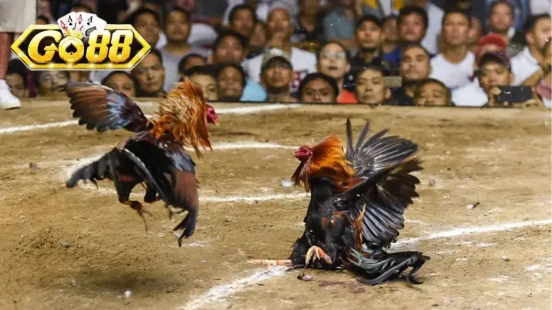 Giám sát sát sao giúp đưa ra dự đoán chính xác